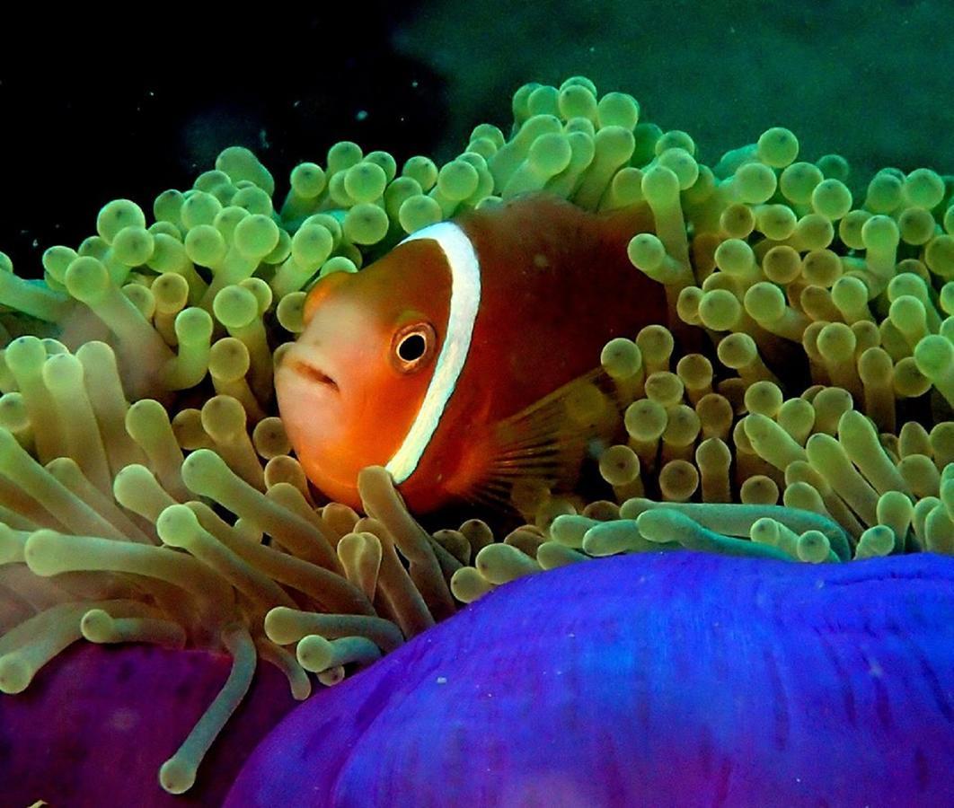 Seadina Coral Home Matara Exteriér fotografie