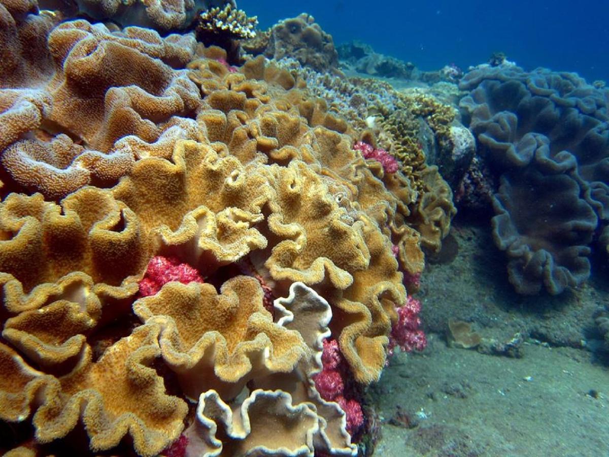 Seadina Coral Home Matara Exteriér fotografie